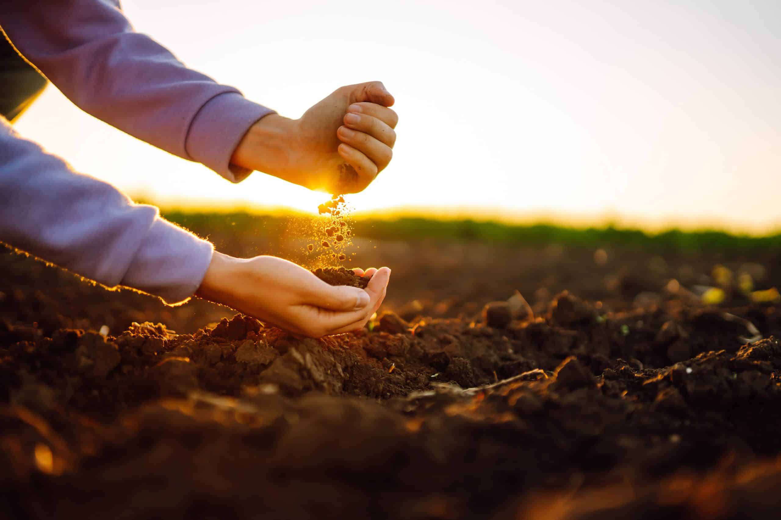 female hands touching soil on the field at sunset. agriculture, organic gardening, planting or ecology concept.