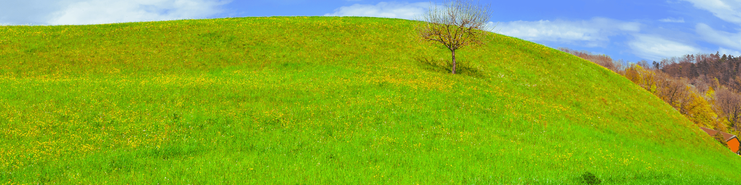 banner kühe frühlingsweide (1)